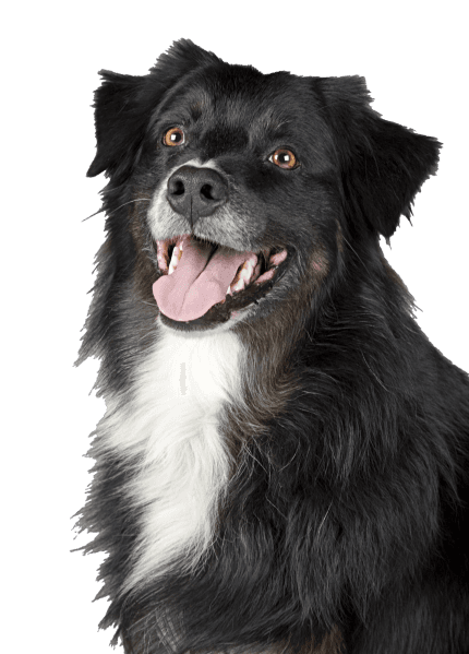 Collie image